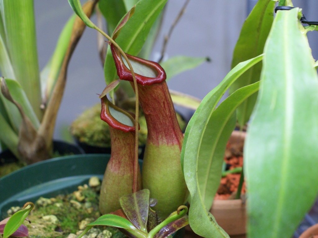 Playlist della Nepenthes alata